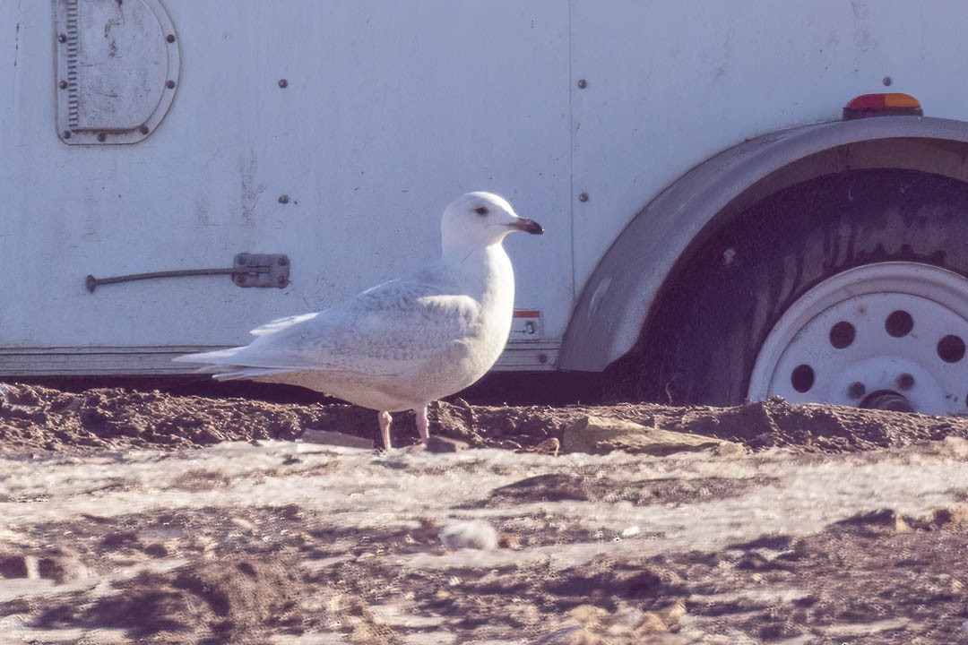 Gaviota Groenlandesa - ML614455681