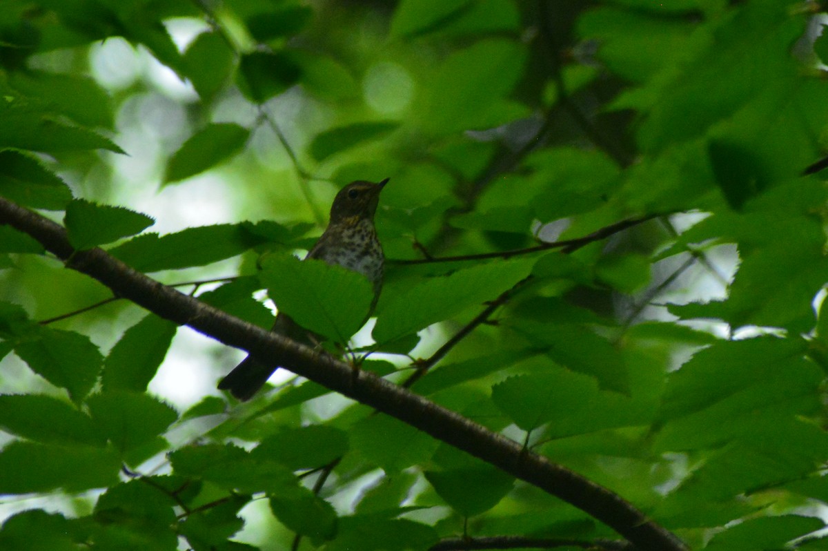 Swainson's Thrush - ML61445571