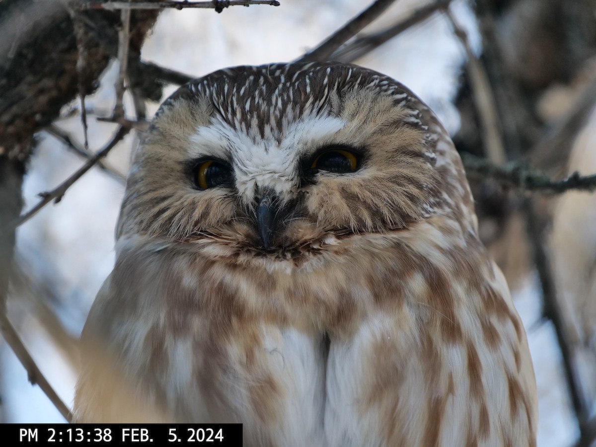 Northern Saw-whet Owl - ML614455731