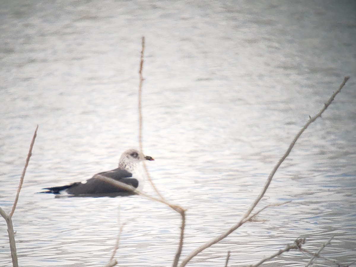 Lesser Black-backed Gull - Eugene Huryn