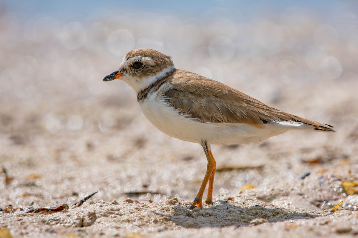 Semipalmated Plover - ML614455852