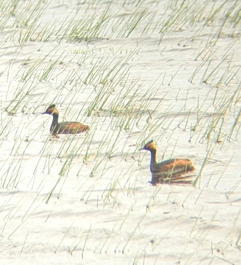 Eared Grebe - ML614455971