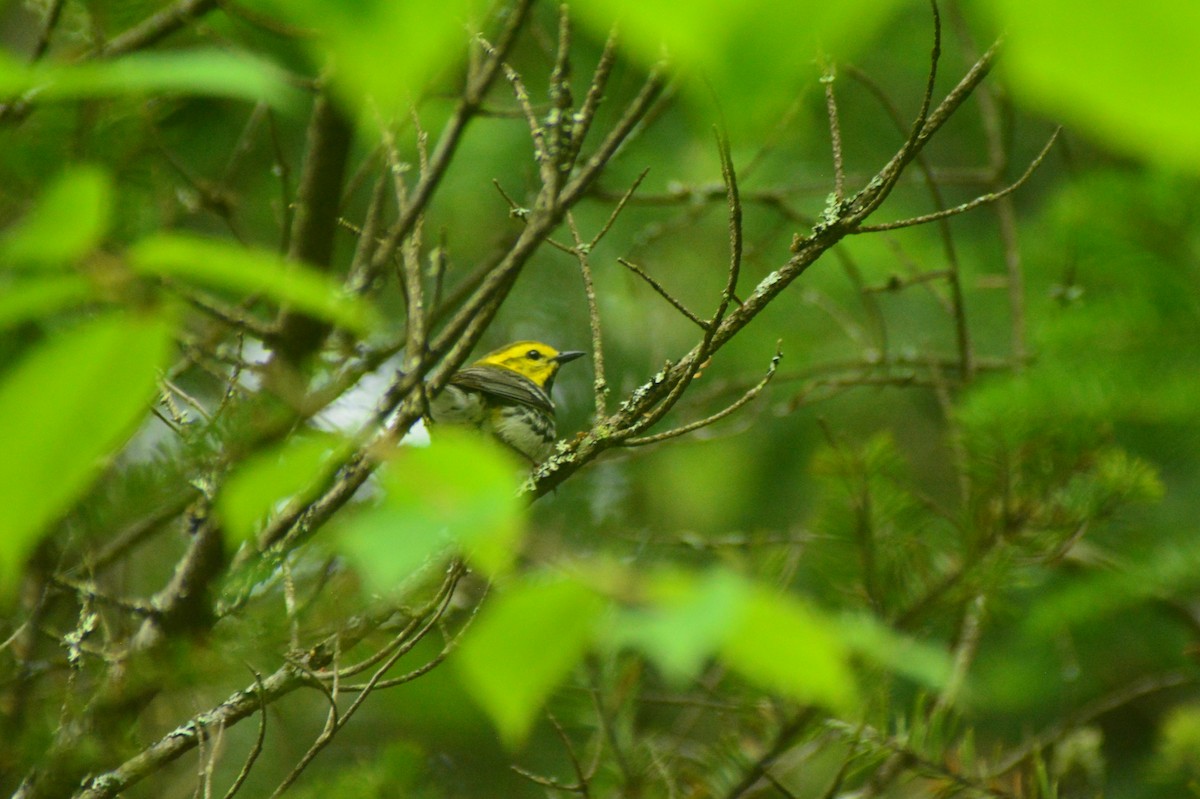 Black-throated Green Warbler - ML61445601
