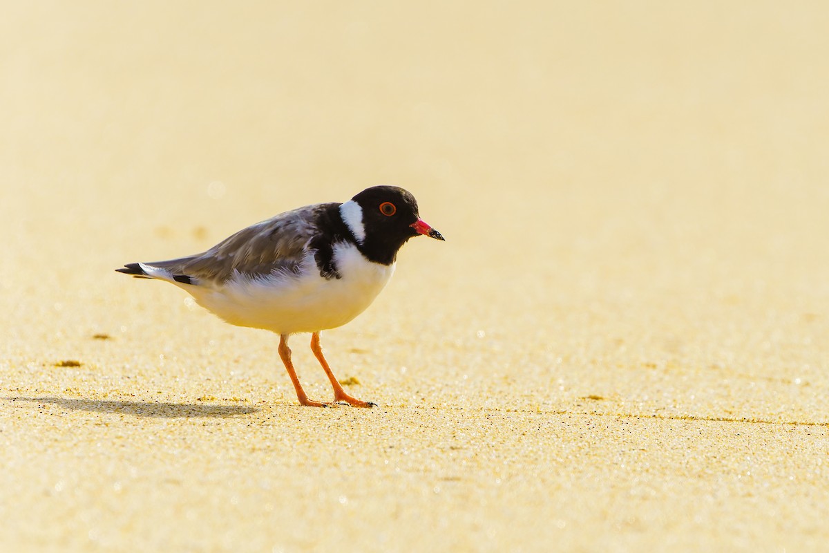Hooded Plover - ML614456051