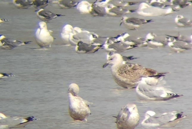 Great Black-backed Gull - ML614456059