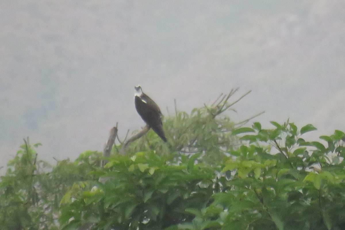 Águila Pescadora - ML614456075