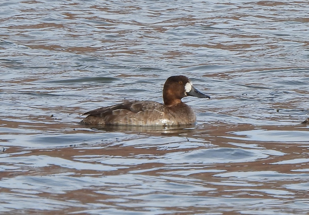 Greater Scaup - ML614456099
