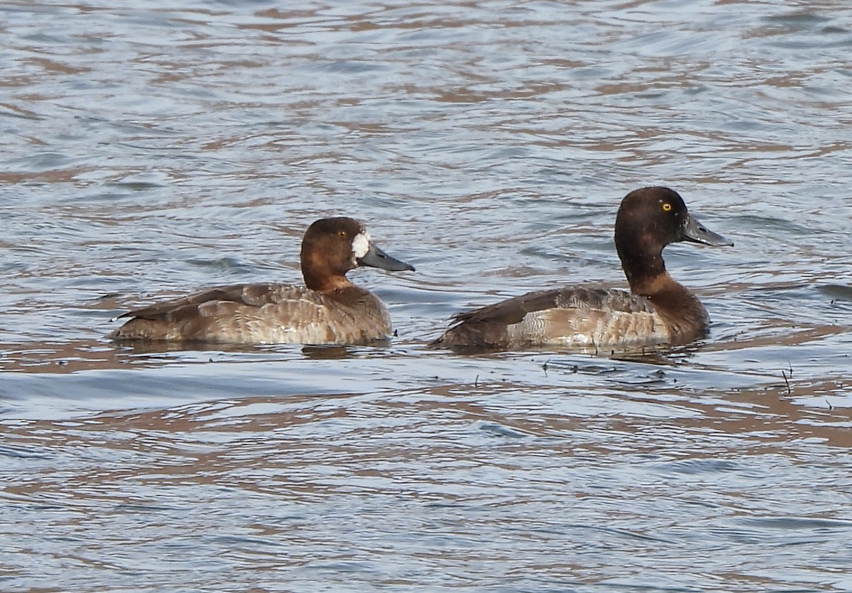 Greater Scaup - ML614456100