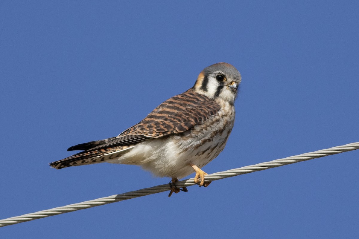 American Kestrel - ML614456104