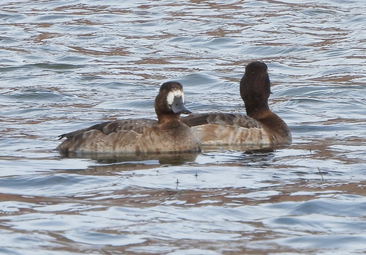 Greater Scaup - ML614456105