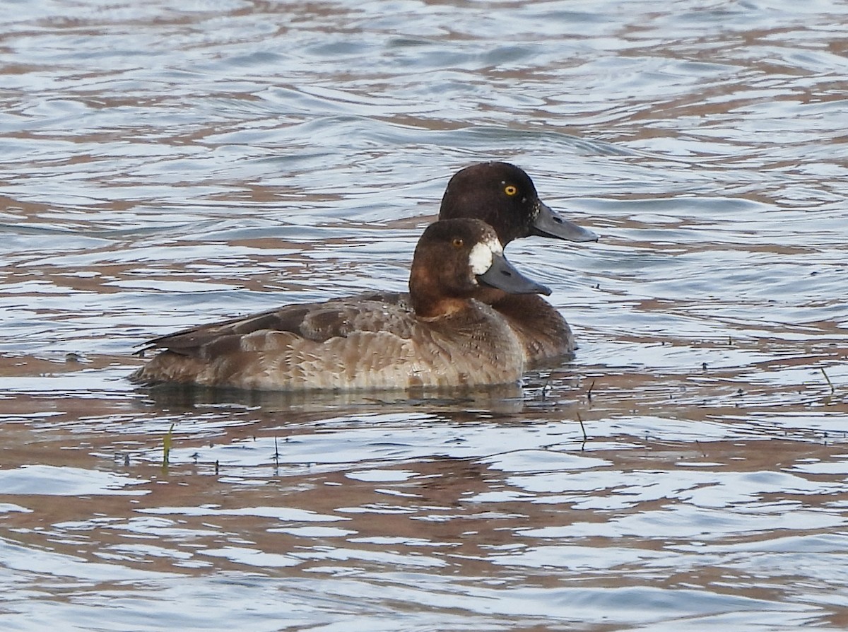Greater Scaup - ML614456106