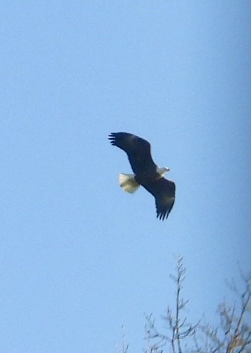 Bald Eagle - ML614456109