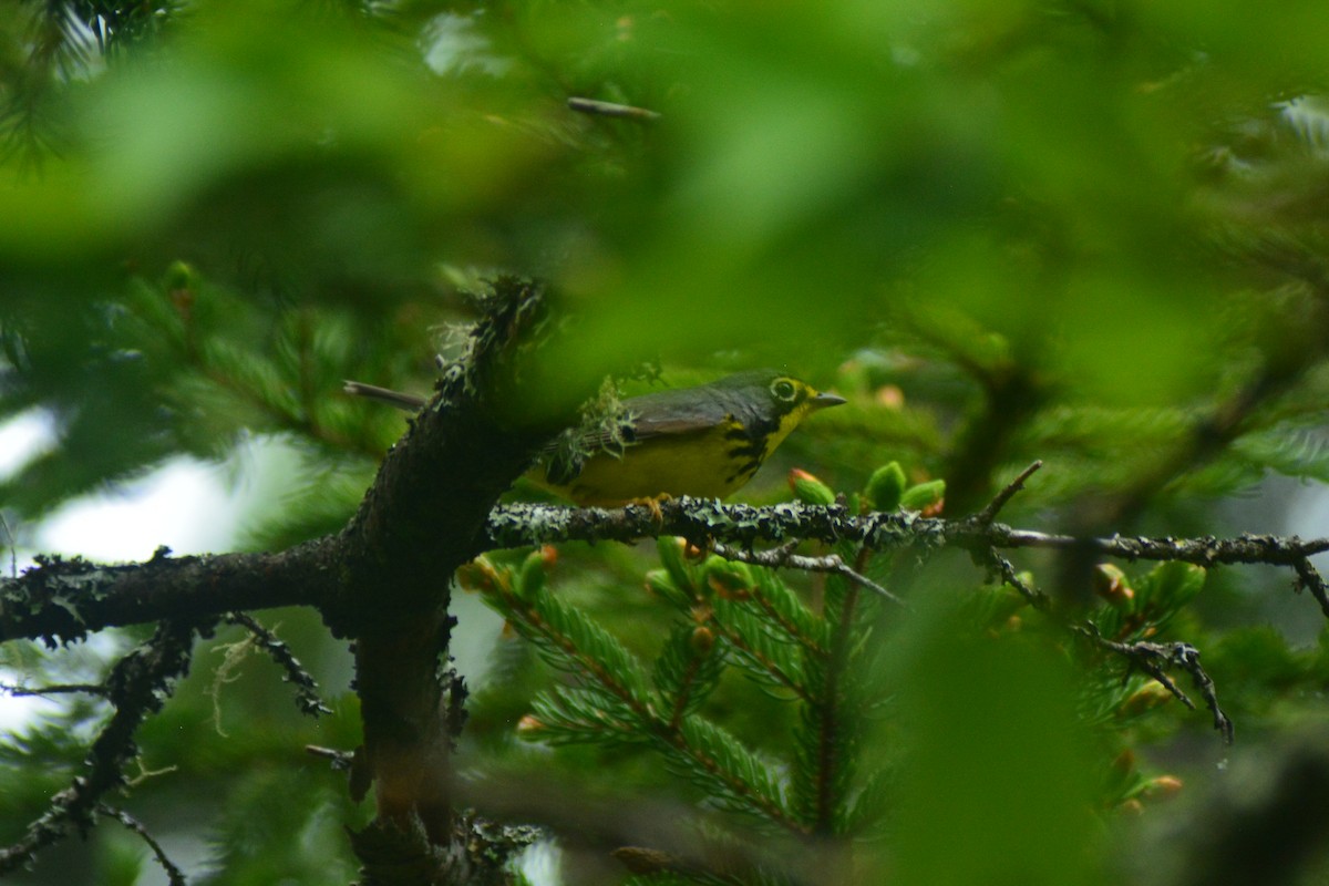 Canada Warbler - ML61445611