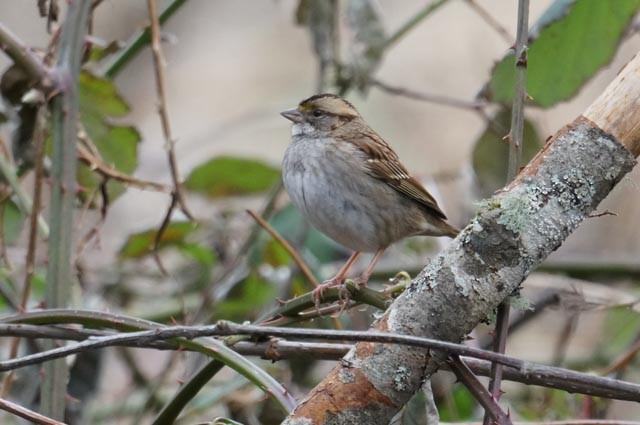 White-throated Sparrow - Harold Erland