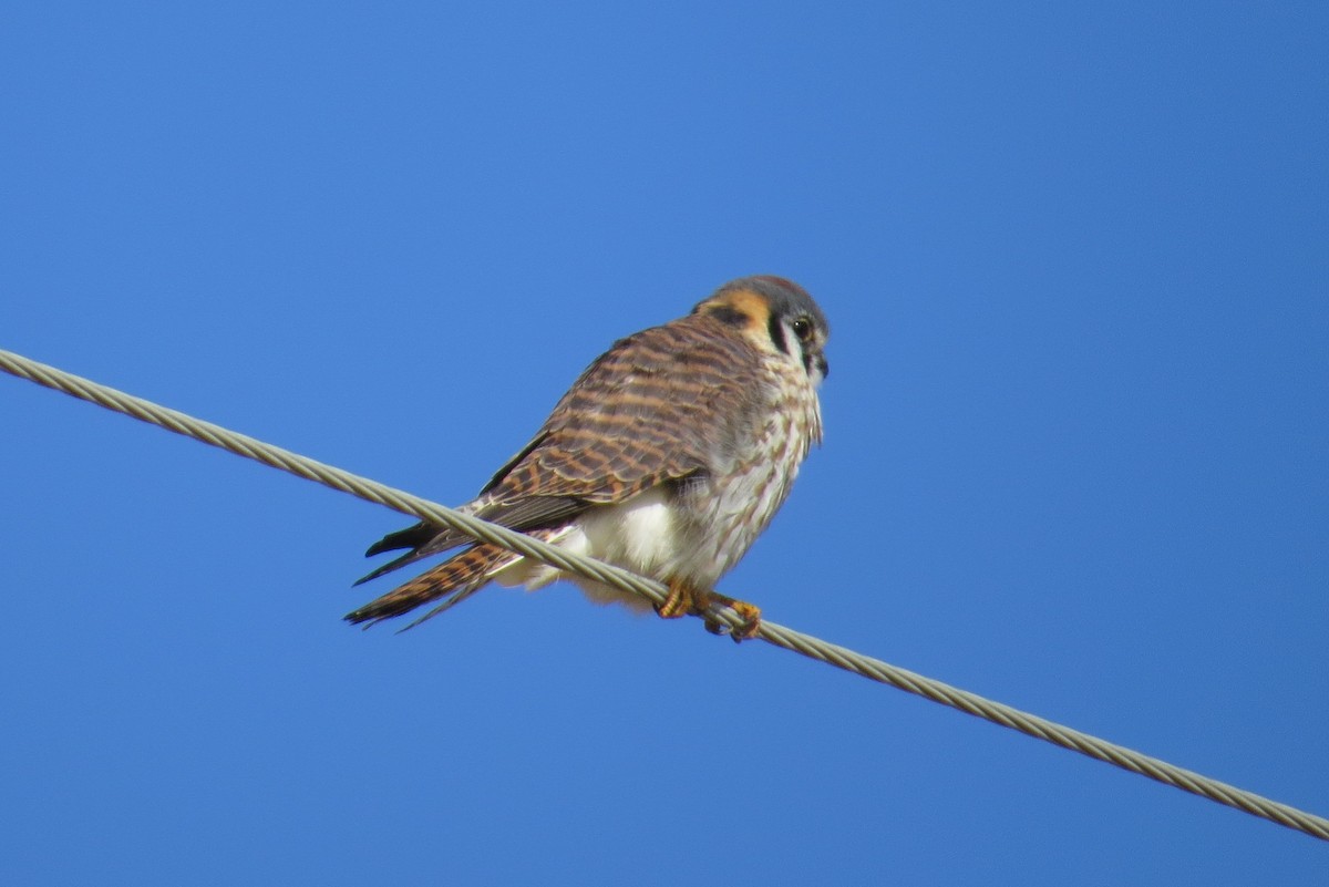 American Kestrel - ML614456169