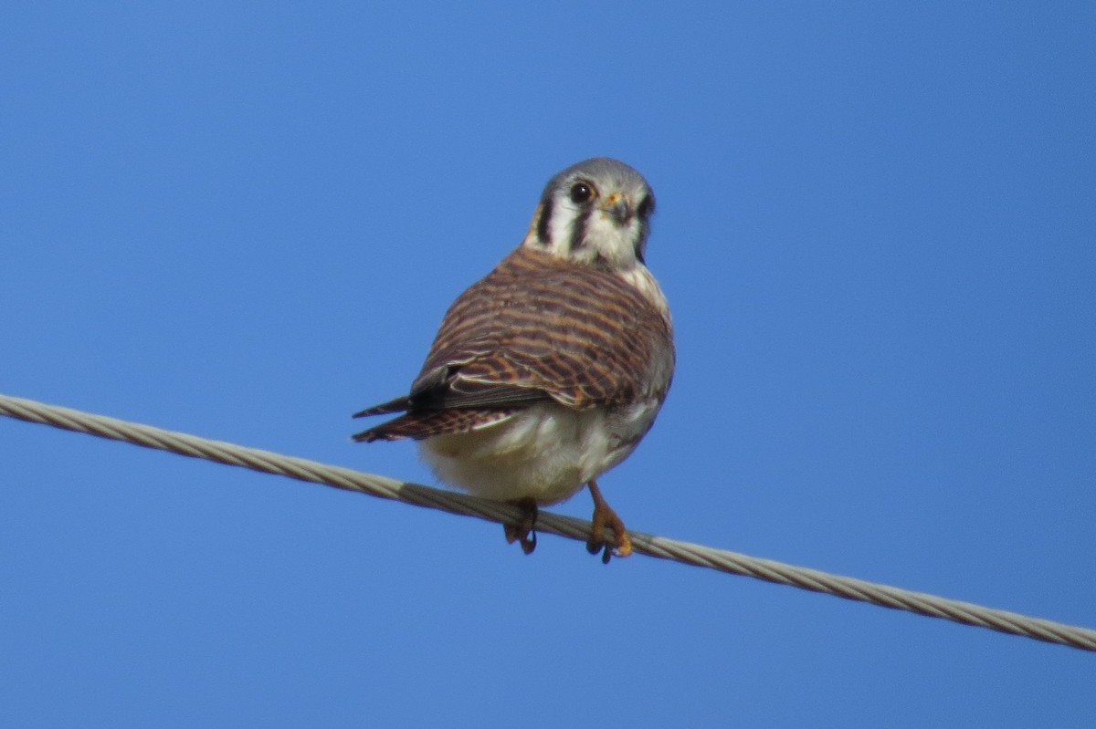 American Kestrel - ML614456171