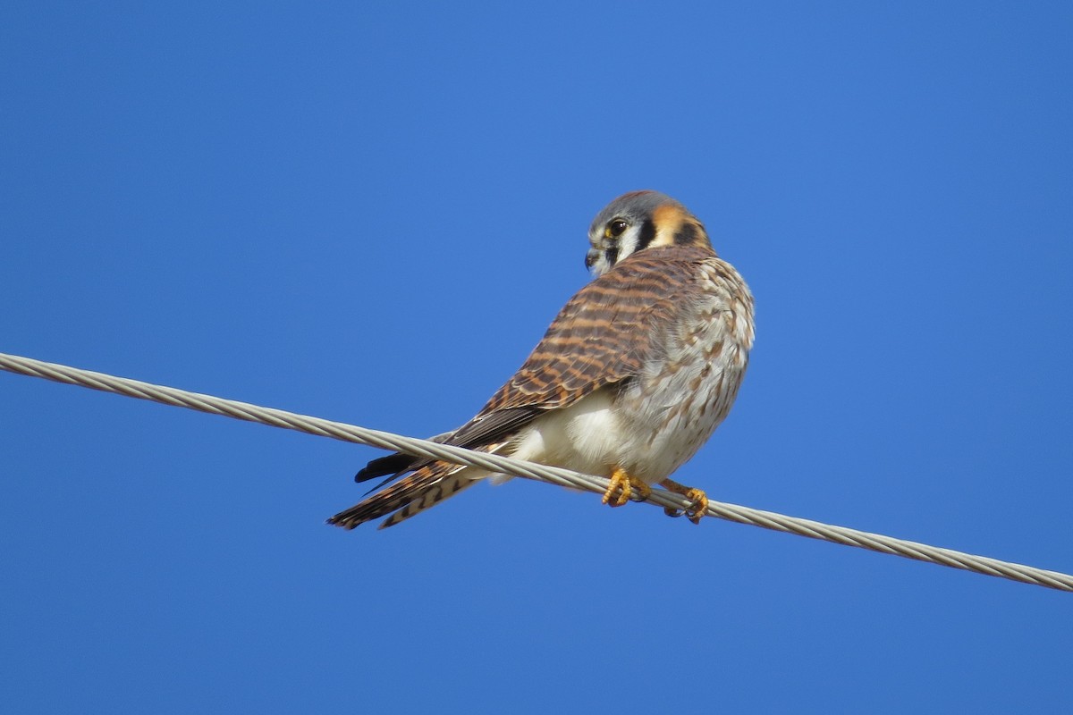 American Kestrel - ML614456172