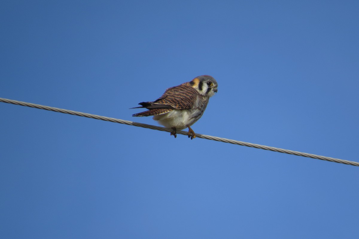 American Kestrel - ML614456174