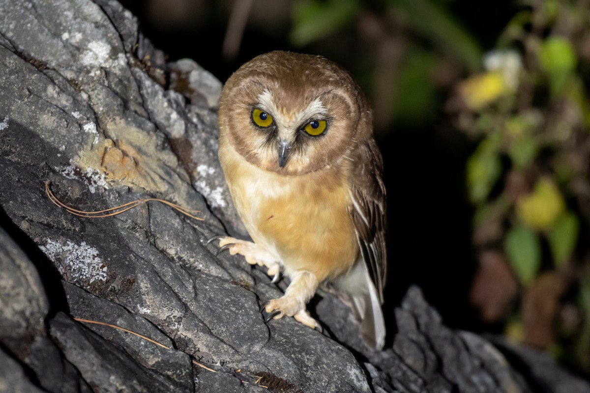 Unspotted Saw-whet Owl - ML614456186