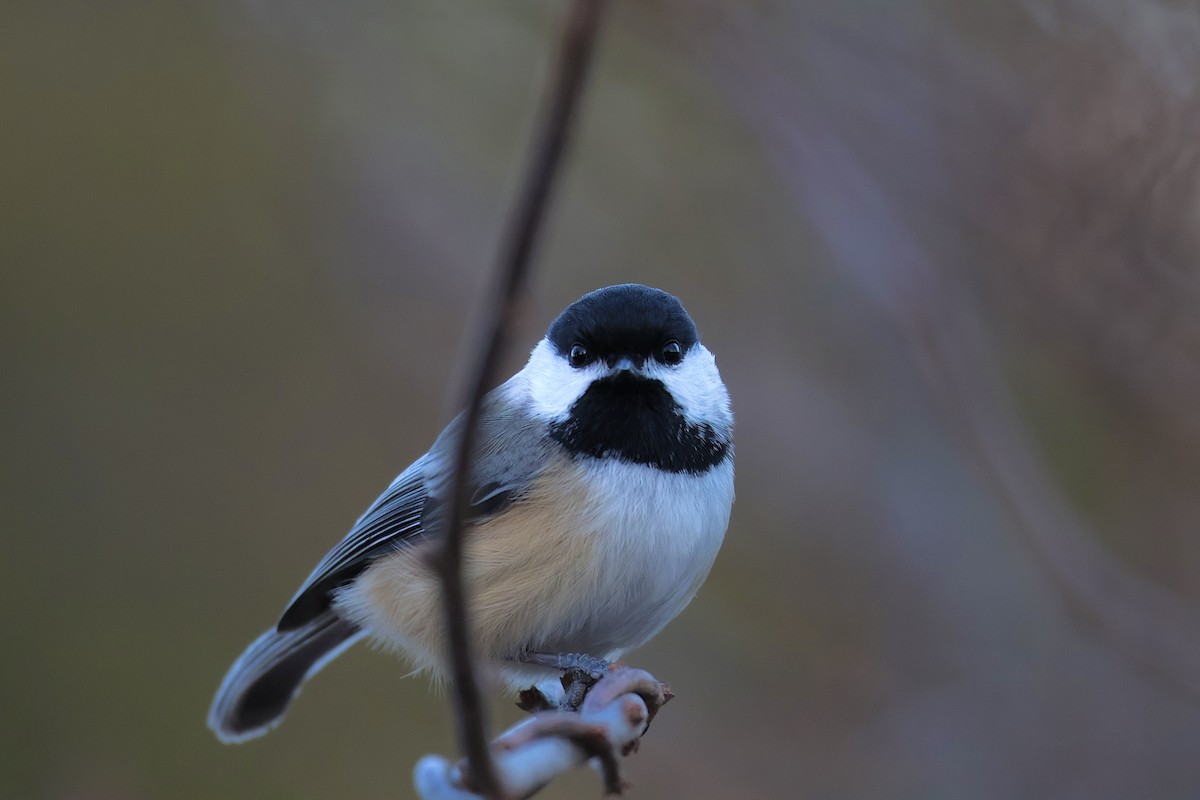 Black-capped Chickadee - ML614456244