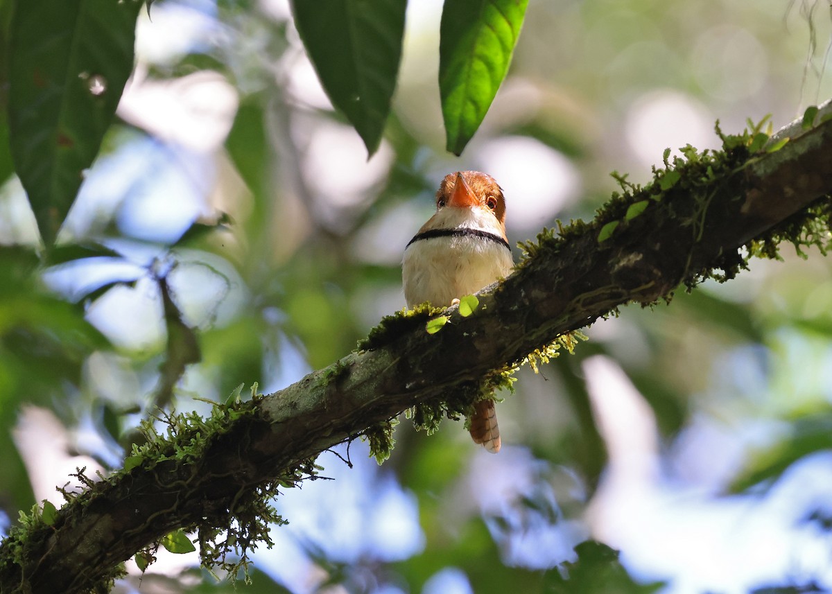 Collared Puffbird - Brendan Ryan