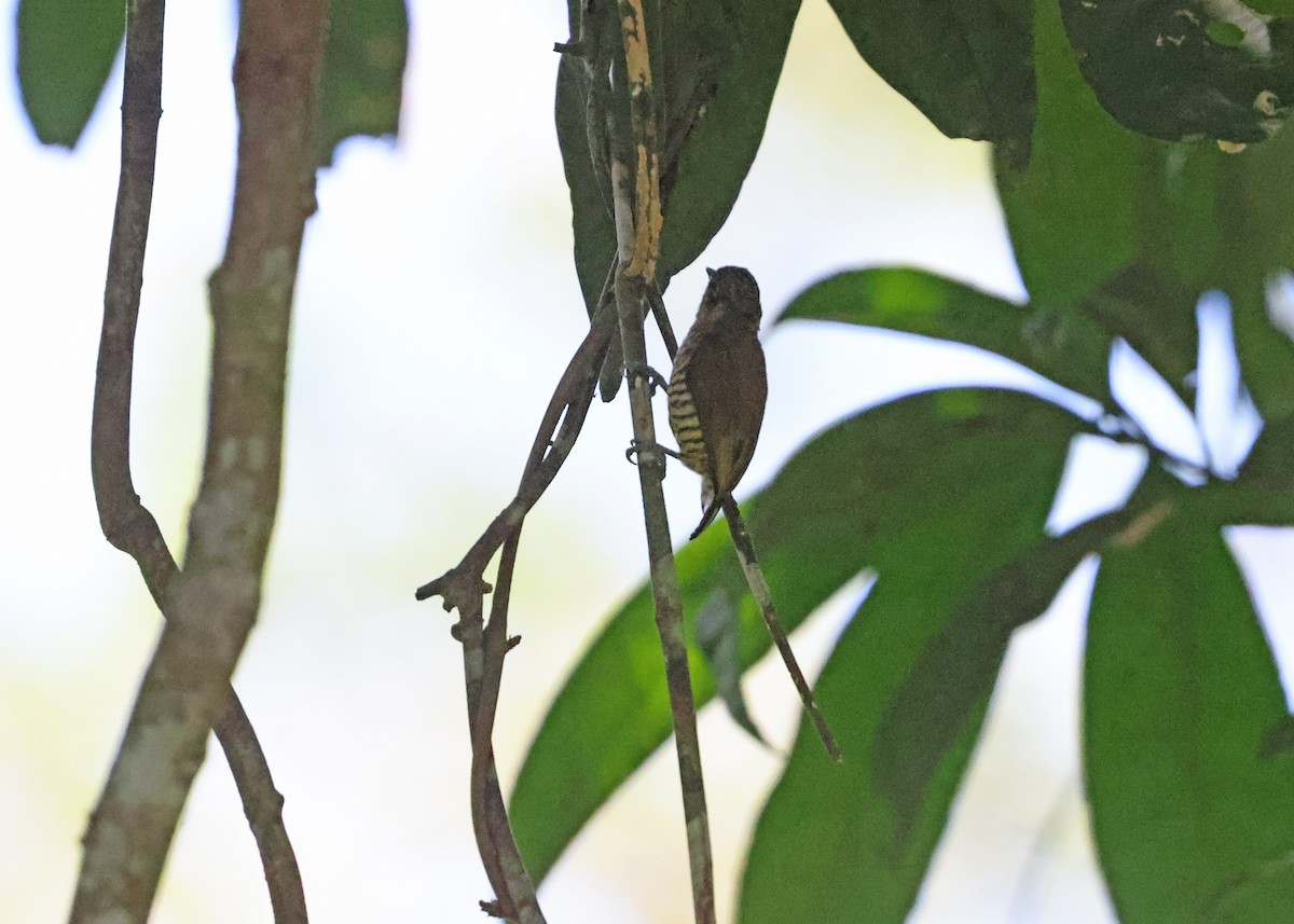 Orinoco Piculet - ML614456317