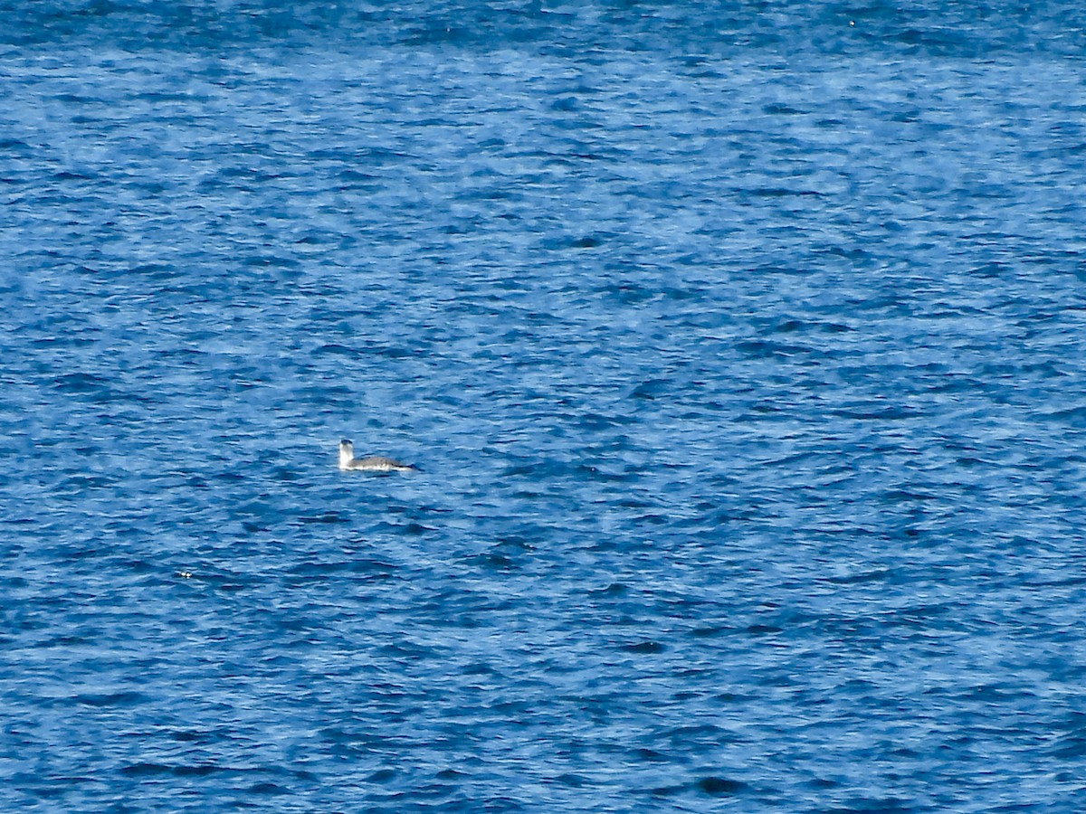 Red-throated Loon - ML614456326