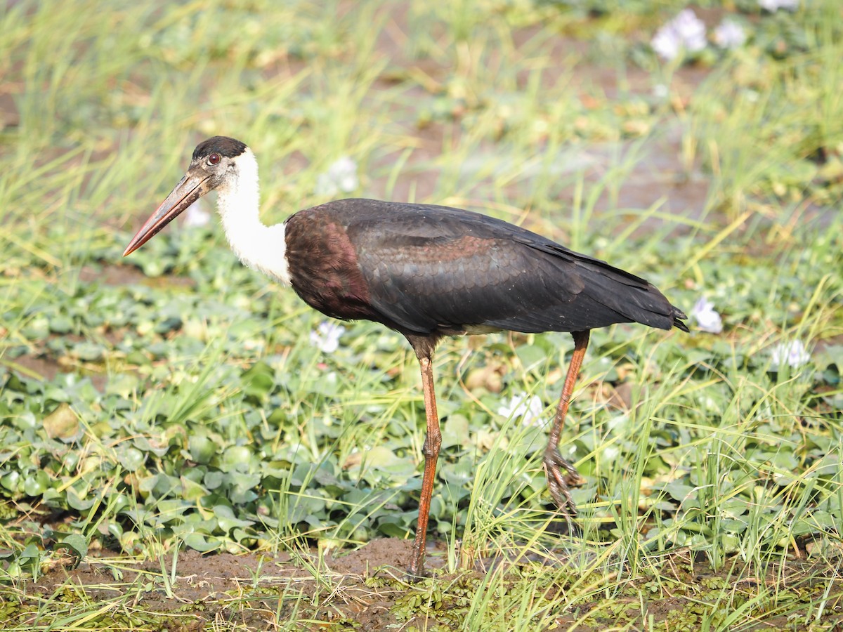 Asian Woolly-necked Stork - hari kumar