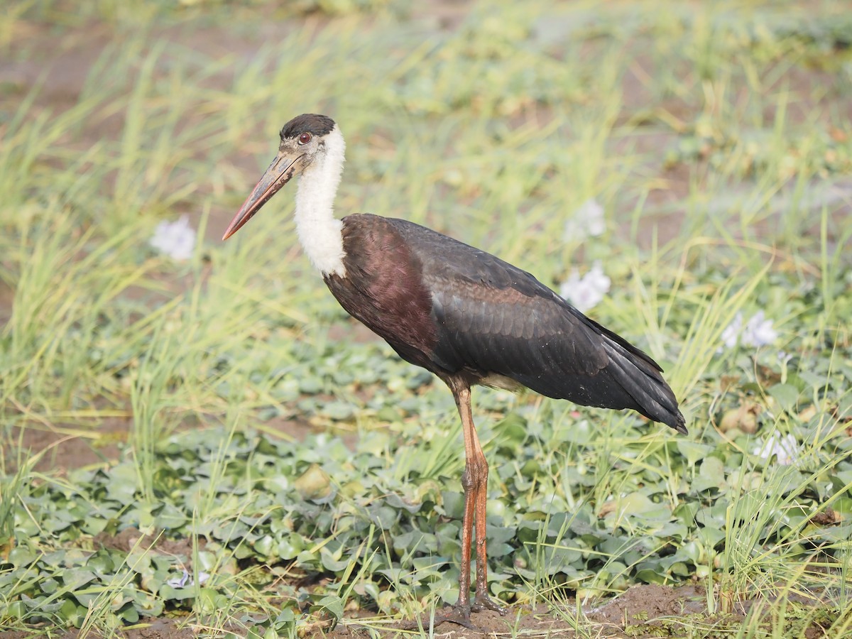 Asian Woolly-necked Stork - ML614456330