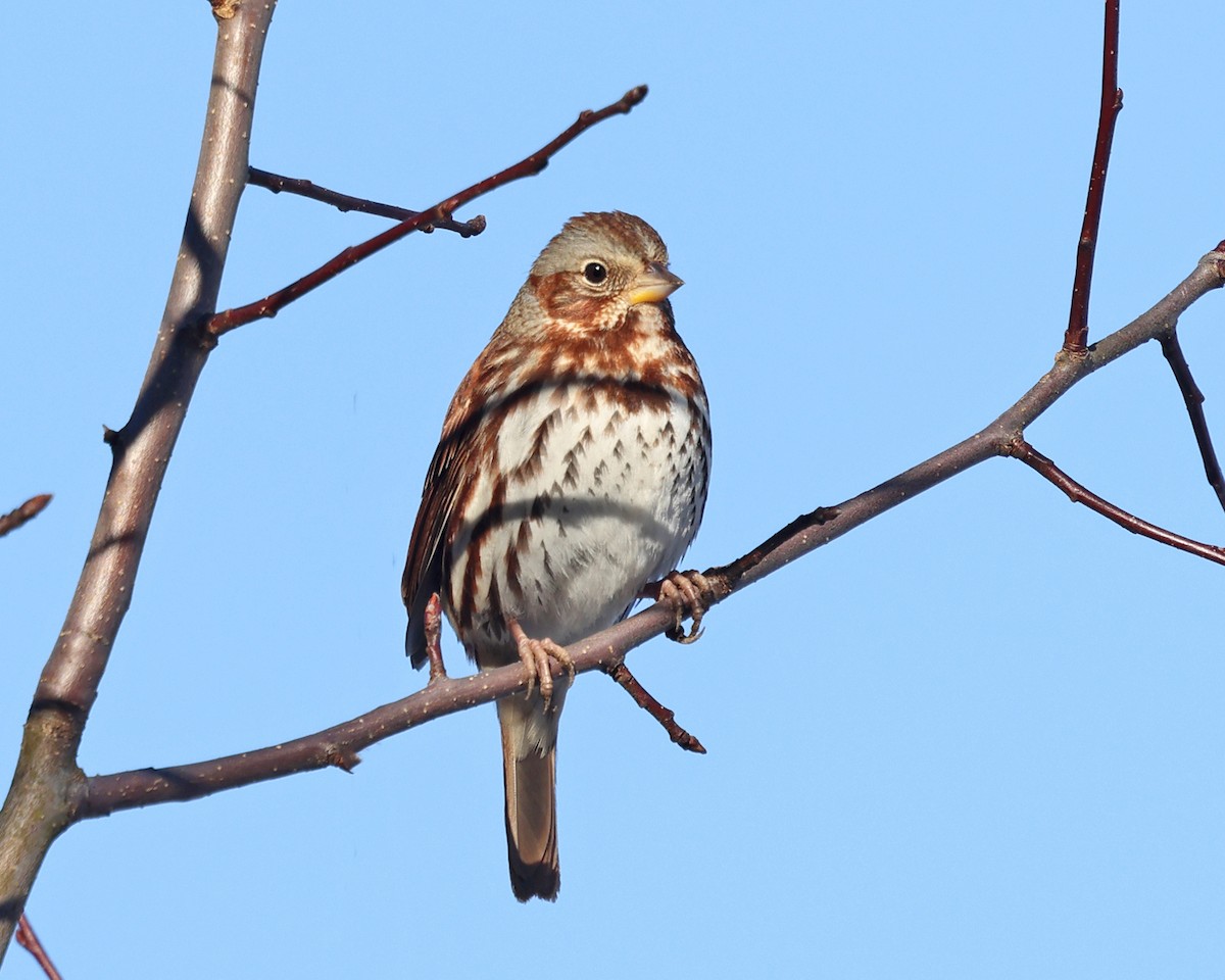 Fox Sparrow - Tom Murray