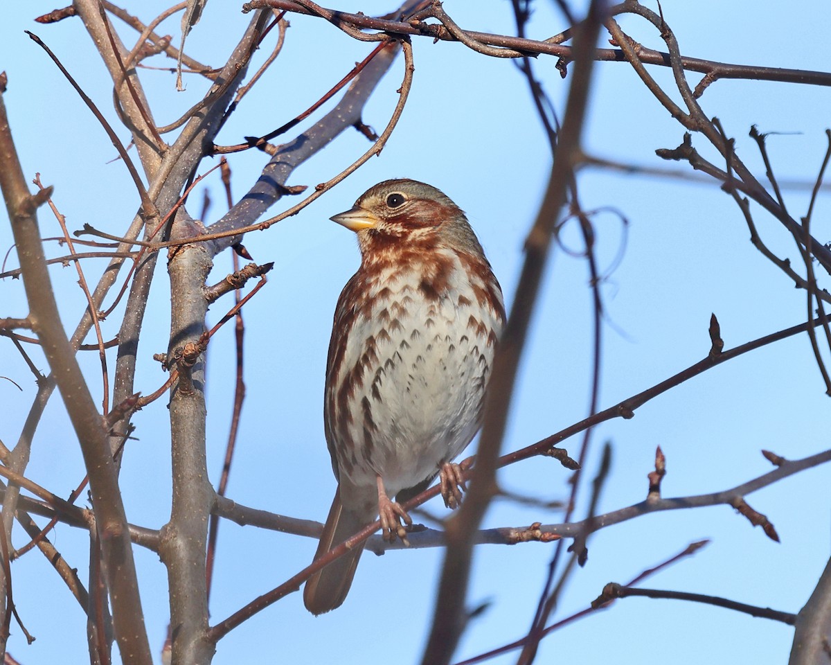 Fox Sparrow - Tom Murray