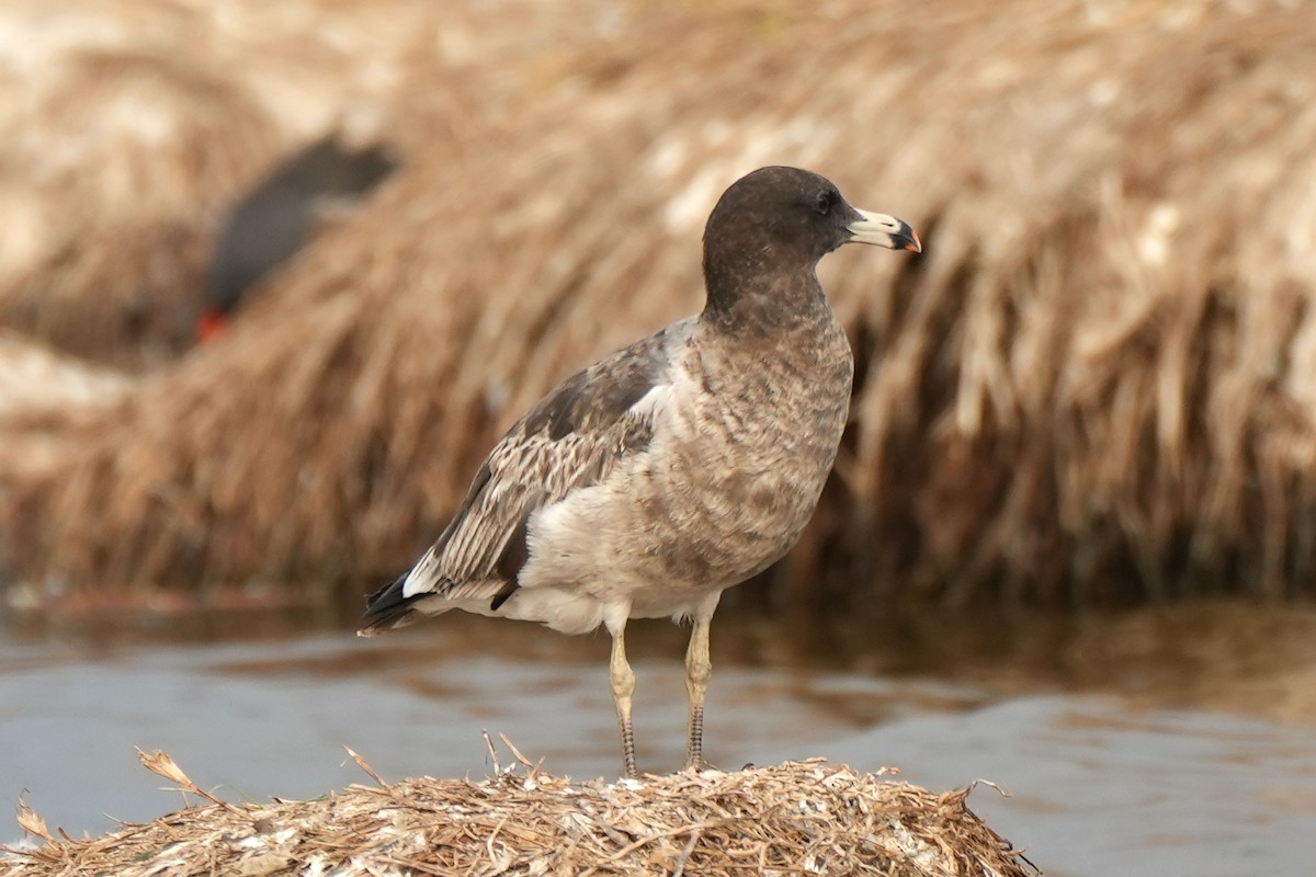 Belcher's Gull - ML614456353