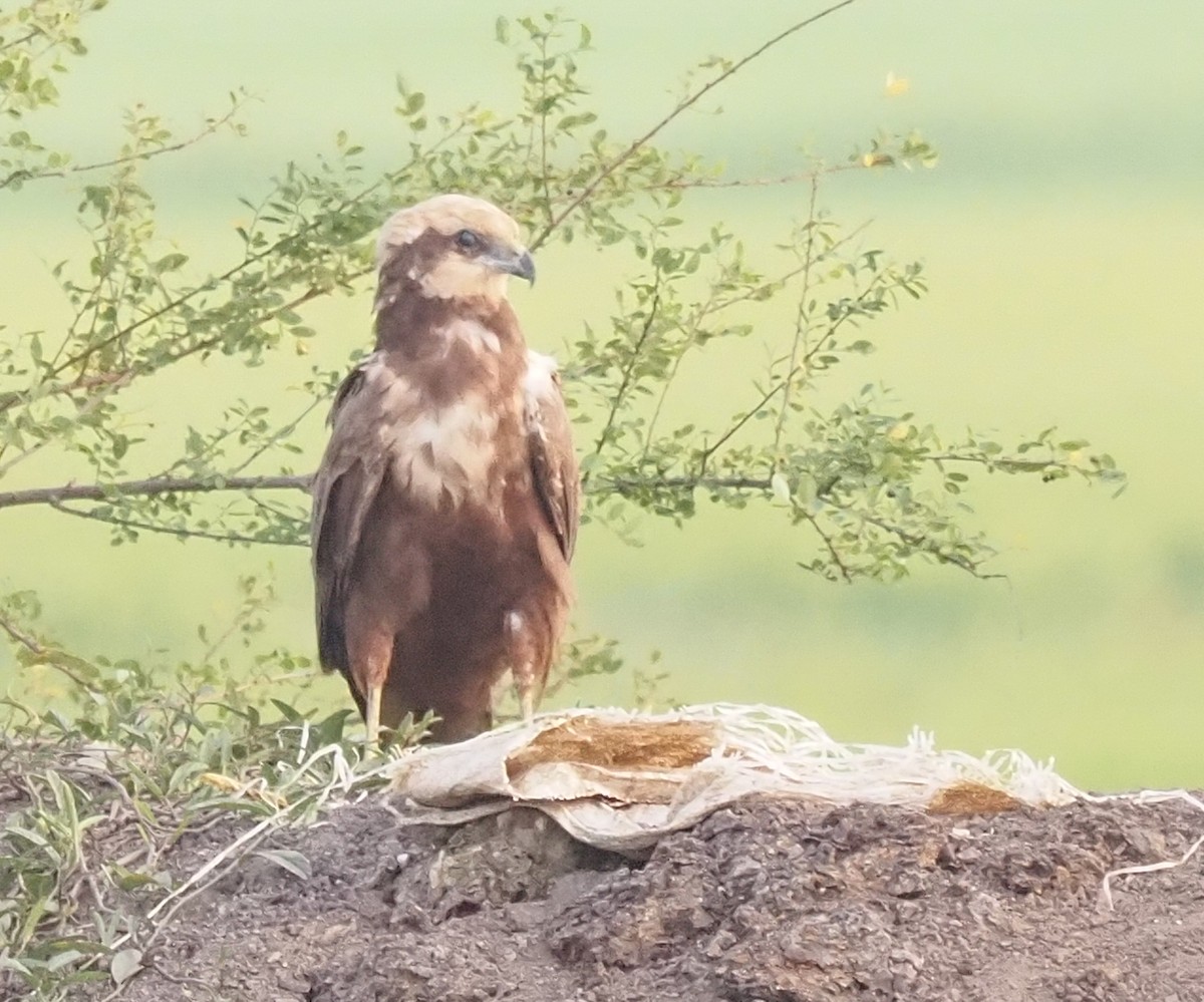 Western Marsh Harrier - hari kumar