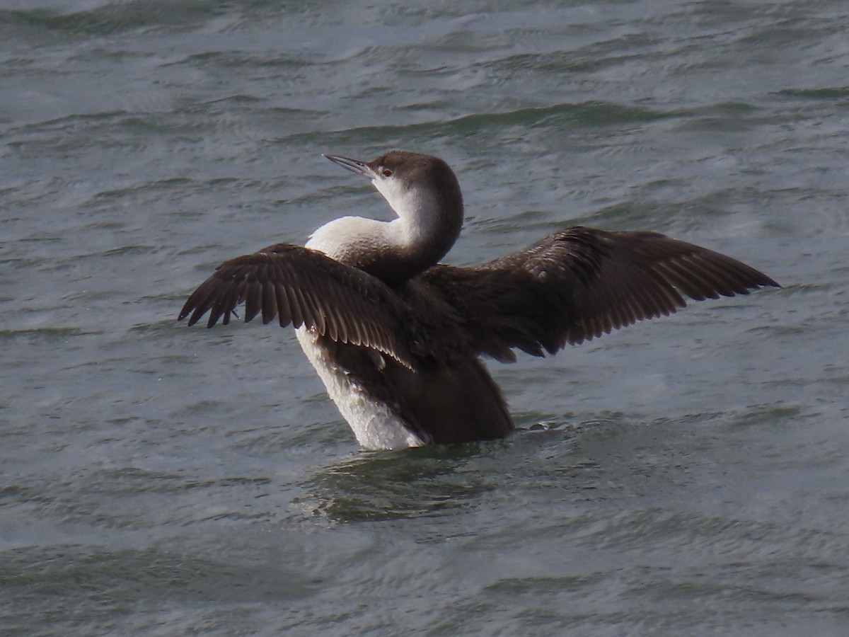 Red-throated Loon - ML614456395