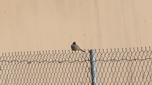 Say's Phoebe - ML614456448