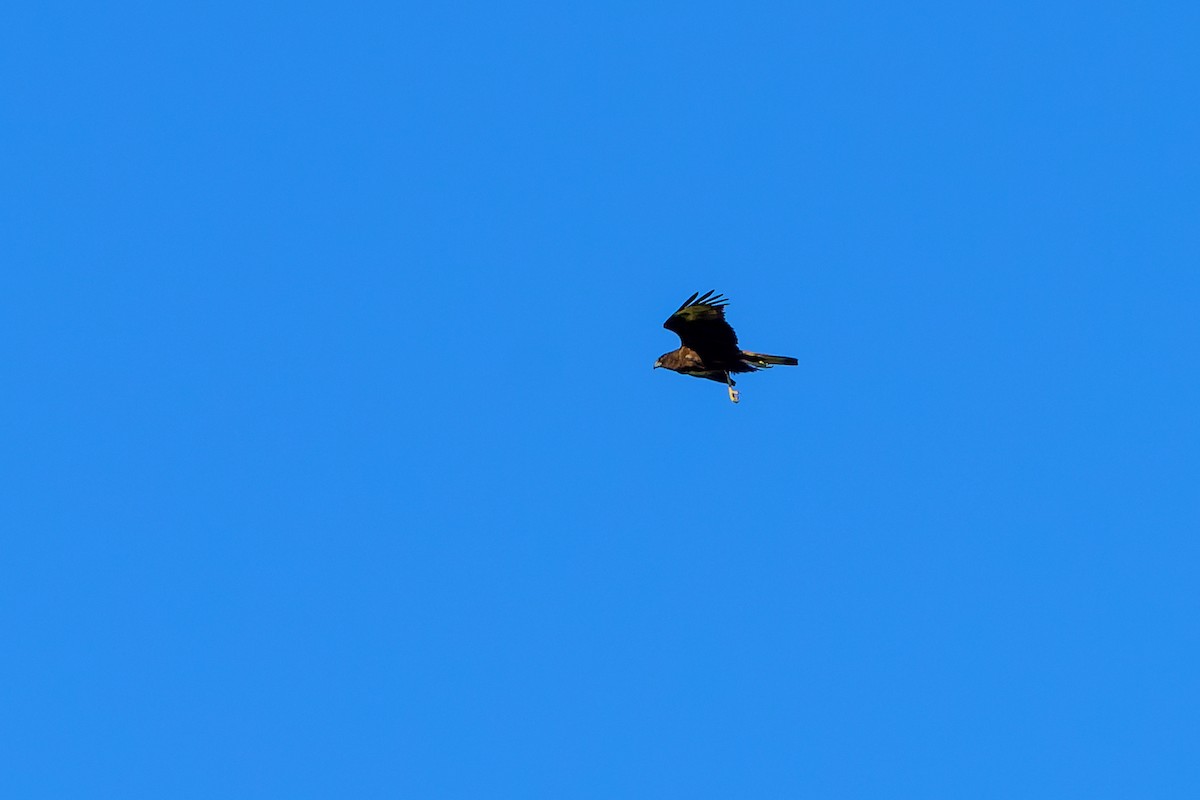 Swamp Harrier - James Churches