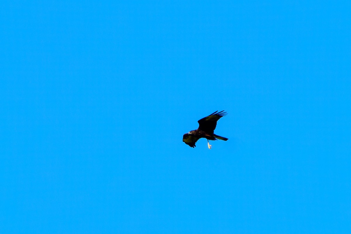 Swamp Harrier - ML614456485