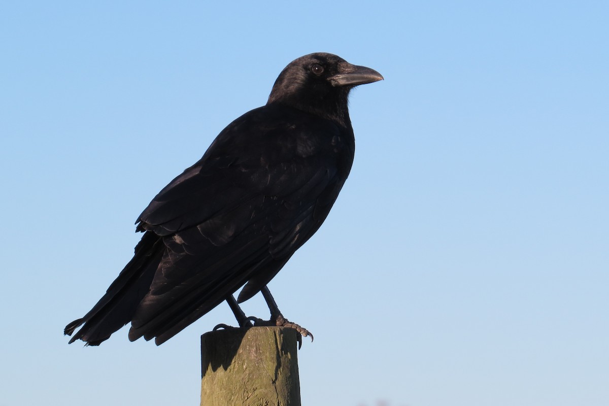 American Crow - ML614456497