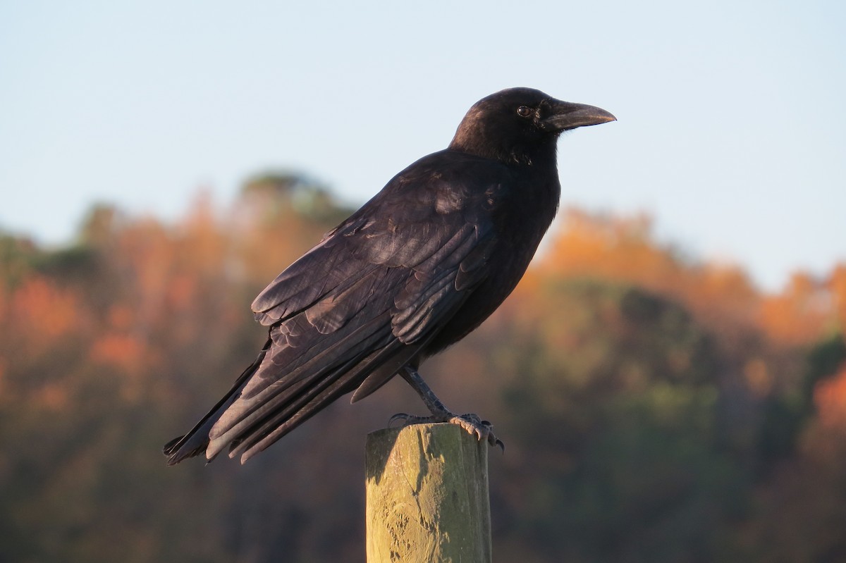 American Crow - ML614456498