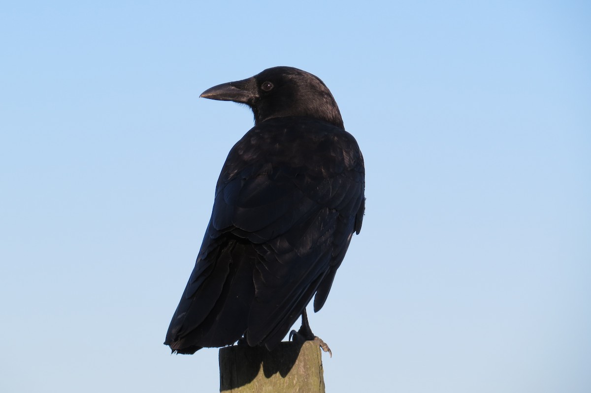 American Crow - ML614456499