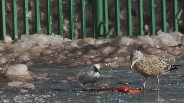 ゾウゲカモメ - ML614456524