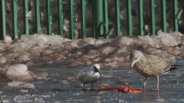 Gaviota Marfileña - ML614456524