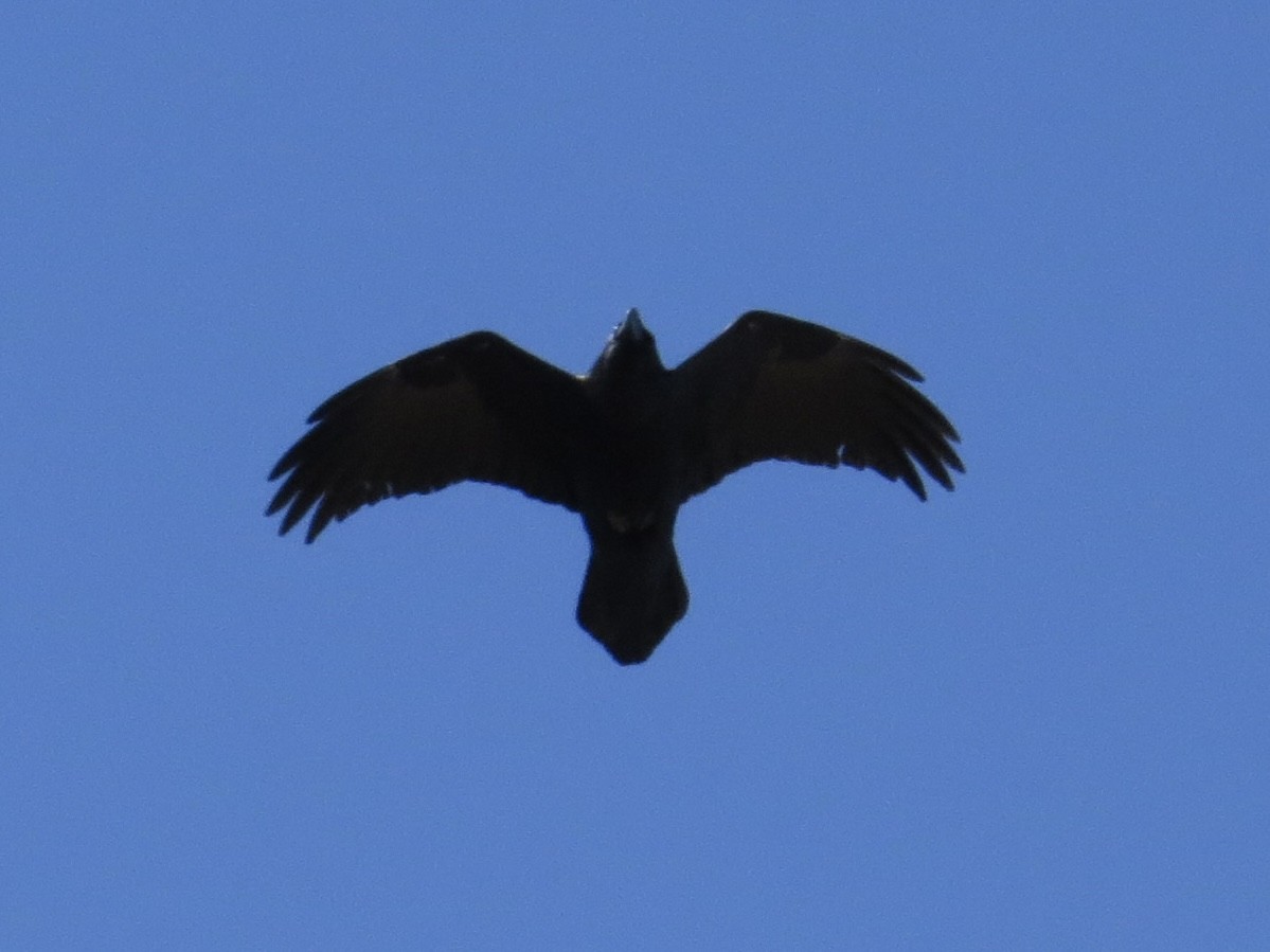 Common Raven - ML614456538