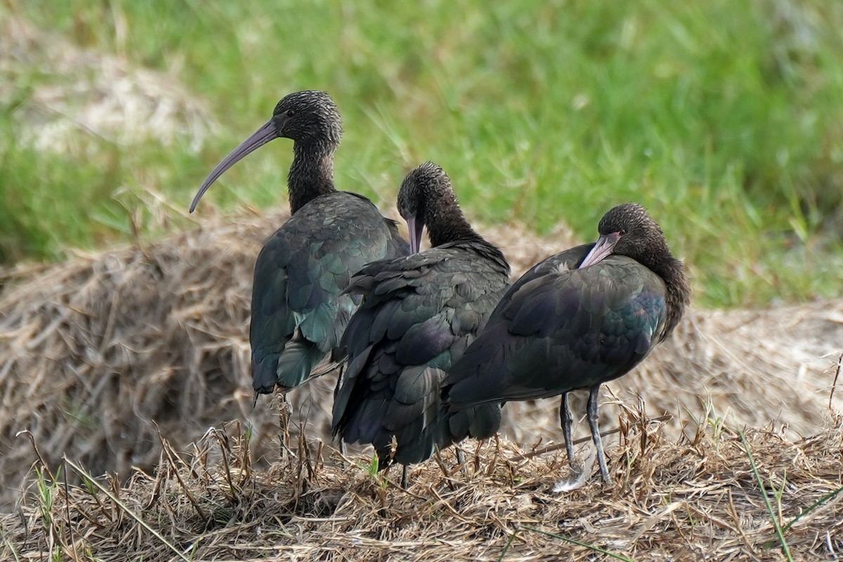 ibis andský - ML614456542