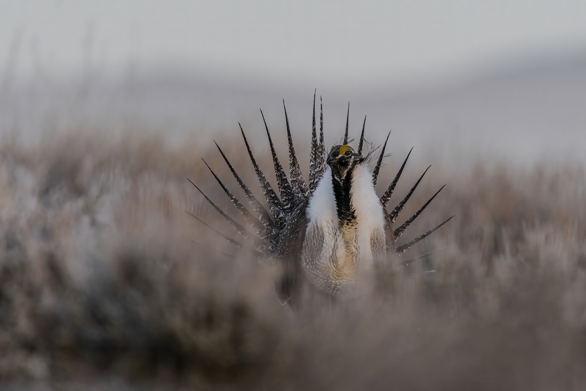 Greater Sage-Grouse - Seth Owens