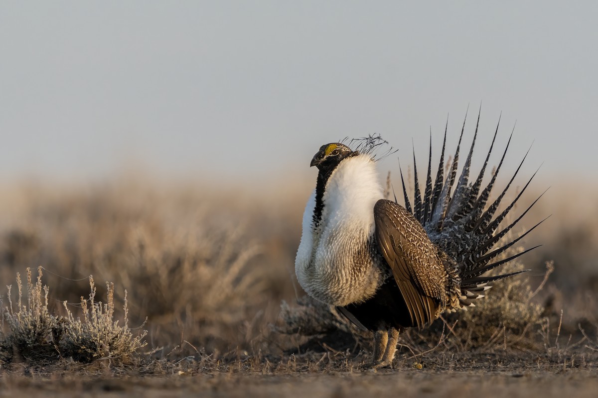 Greater Sage-Grouse - ML614456556