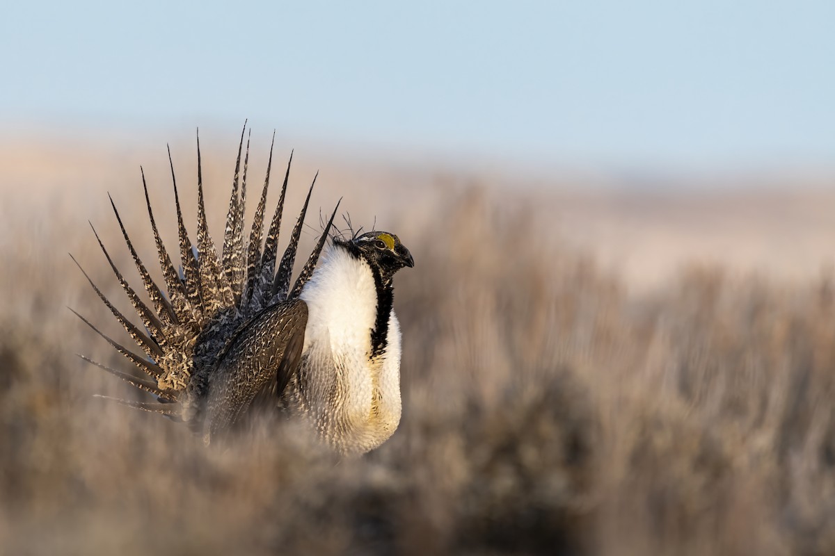 Greater Sage-Grouse - ML614456557