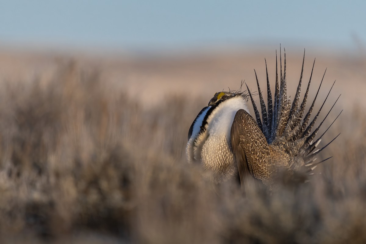 Greater Sage-Grouse - ML614456558