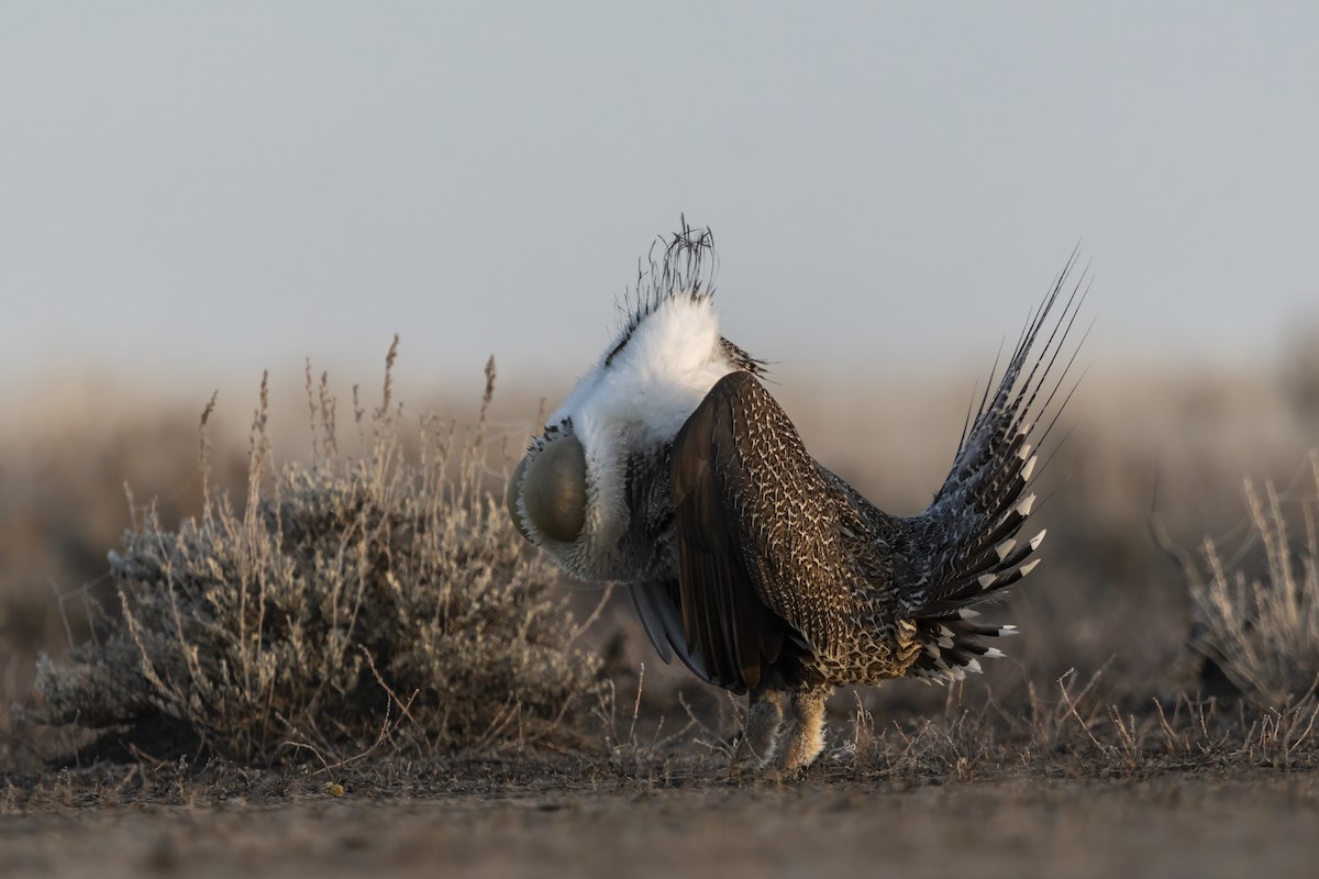 Greater Sage-Grouse - ML614456559