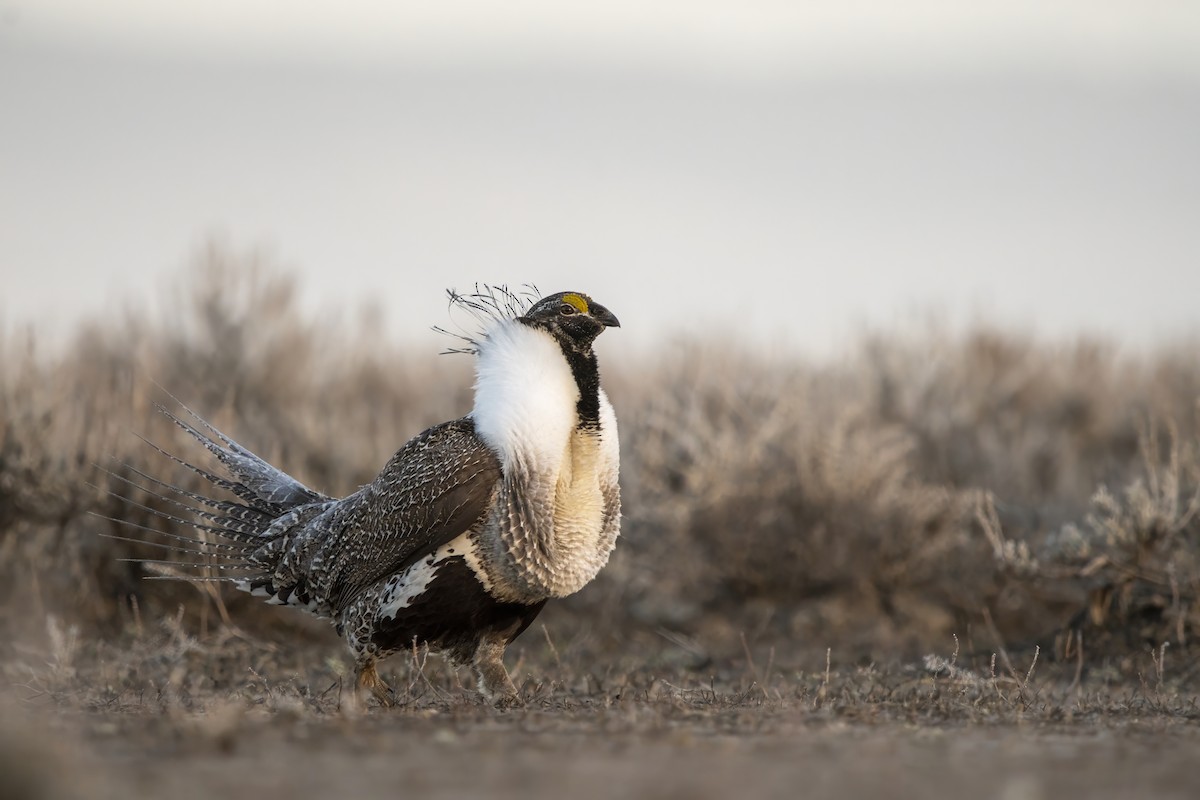 Greater Sage-Grouse - ML614456561